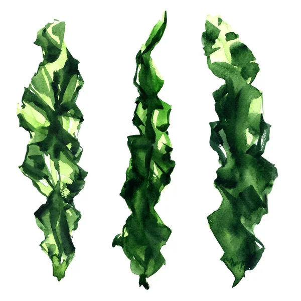 Groene algen, algen, mariene fotosynthetische eukaryotische organismen, zeesla, Ulva lactuca, lactuca, groene nori, object close-up, geïsoleerd, met de hand getekend aquarel illustratie op wit — Stockfoto