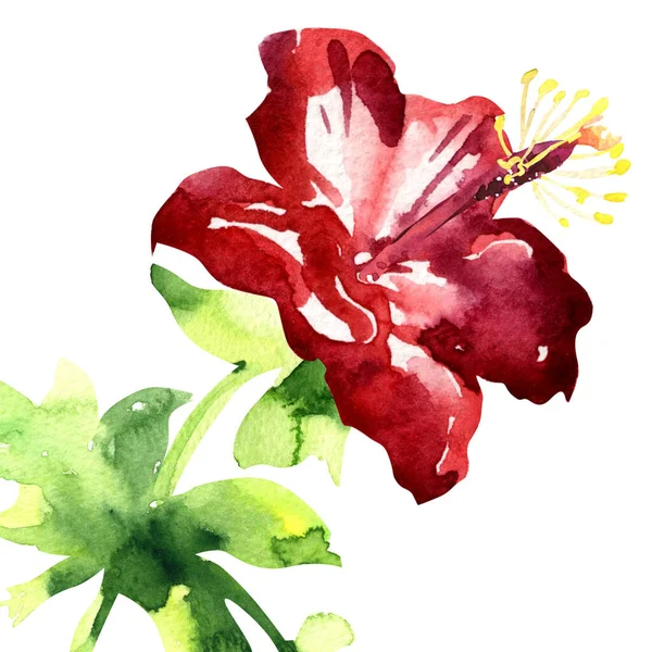 Bellissimo grande fiore di ibisco fiorito tenero, fiore tropicale fiorito rosso brillante con foglie, bouquet romantico, isolato, illustrazione ad acquerello disegnata a mano su bianco — Foto Stock