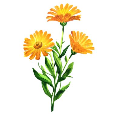 Turuncu Calendula officinalis şubesi. Yapraklı kadife çiçekleri veya fırfırlar soyutlanmış, kapalı, elle çizilmiş suluboya resimler beyaz üzerine