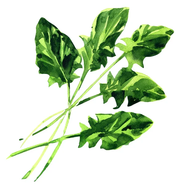 Πράσινα φύλλα σπανάκι, φρέσκα λαχανικά, απομονωμένα, κοντά. Βιολογικά χορτοφαγικά τρόφιμα, φυσικό συστατικό, πακέτο στοιχείο σχεδιασμού, ζωγραφισμένα στο χέρι ακουαρέλα εικονογράφηση σε λευκό — Φωτογραφία Αρχείου