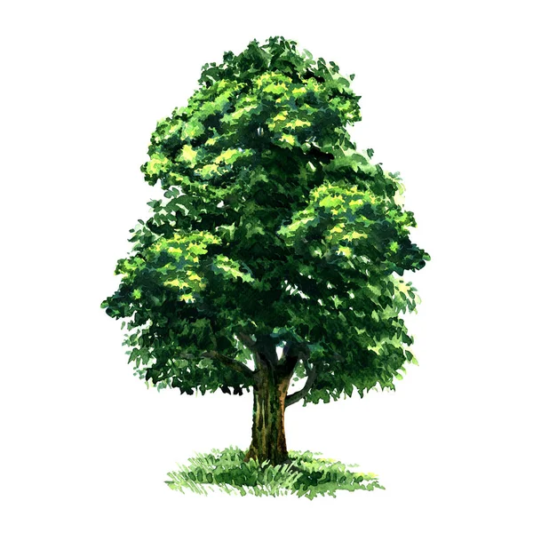 Güzel yeşil yaprak döken ağaç, bahçe ya da orman elementi iz tasarımı için izole edilmiş, elle çizilmiş suluboya beyazı