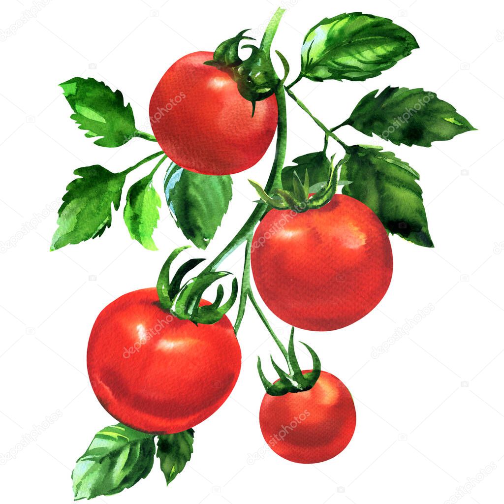 Branch of fresh tomato with leaves, ripe red organic vegetable, close-up, vegetarian food, natural ingredient, package design element, isolated, hand drawn watercolor illustration on white