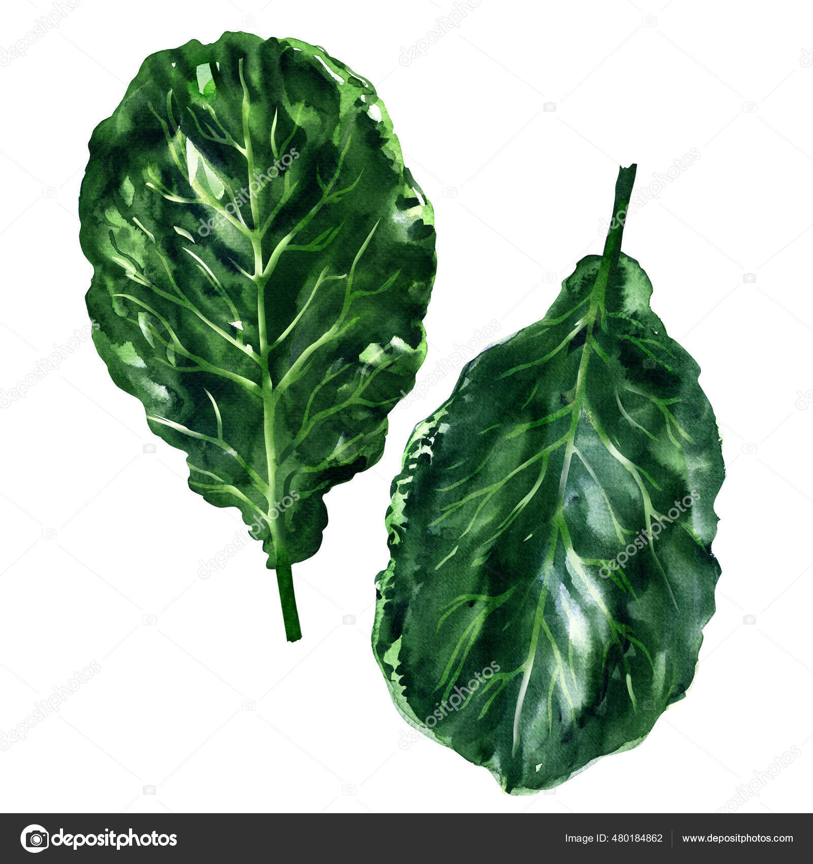 Fresh collard greens leaves, organic vegetable, close-up, healthy  vegetarian food, natural ingredient, package design element, isolated, hand  drawn watercolor illustration on white Stock Photo by ©deslns 480184862