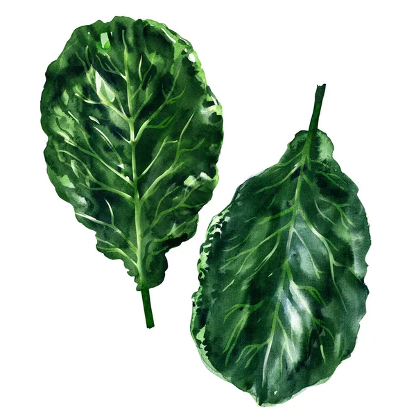 Fresh collard greens leaves, organic vegetable, close-up, healthy vegetarian food, natural ingredient, package design element, isolated, hand drawn watercolor illustration on white — 스톡 사진