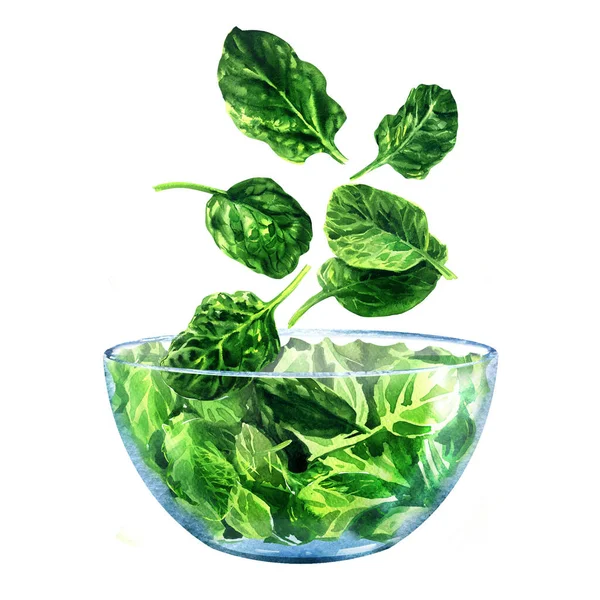Fresh green spinach falling into glass bowl, ingredient for salad, young baby spinach leaves, close-up, vegetarian food, healthy snack, isolated, hand drawn watercolor illustration on white — Stock Photo, Image