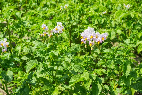 Field with green bush of potatoes blooming with violet flowers. Organic vegetable growing in garden, agricultural farm industry — Stock Photo, Image