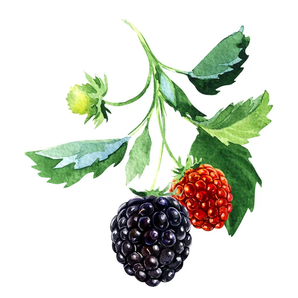Ветвь с созревшей ежевикой, свежая ягода, фрукты со стеблем и зелеными листьями, изолированные, крупным планом. Органическая вегетарианская еда, элемент дизайна упаковки, нарисованная вручную акварельная иллюстрация на белом — стоковое фото