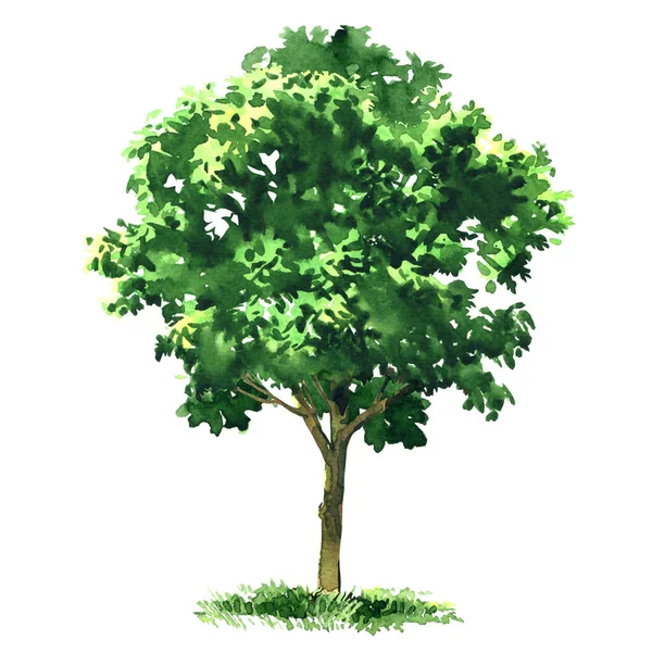 Gran árbol caducifolio verde, árbol frutal, jardín o elemento forestal para el diseño, aislado, acuarela dibujada a mano ilustración en blanco —  Fotos de Stock