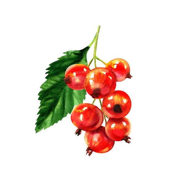 Red ripe currant with green leaf, summer sweet berry, fresh redcurrant, ribes rubrum, isolated, close-up, package design element, organic food, hand drawn watercolor illustration on white — Stock Photo, Image