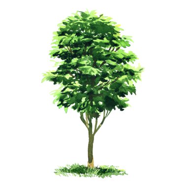 Büyük yeşil yaprak döken ağaç, meyve ağacı, bahçe ya da orman elementi tasarım için izole edilmiş, beyaz üzerine elle çizilmiş suluboya çizimi