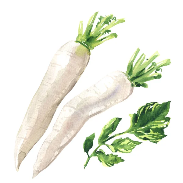 Daikon radijs, verse raap, witte radijs, rijp biologisch groente, close-up, vegetarisch voedsel, pakket design element, geïsoleerd, met de hand getekend aquarel illustratie op wit — Stockfoto