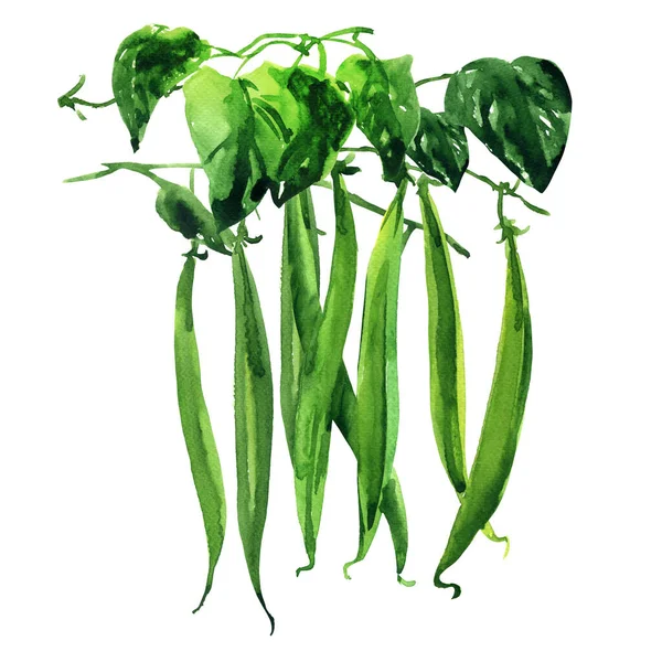 Branch of young green bean with leaves, black-eyed beans, black eyed pea pods, cowpea, object, organic vegetable, close-up, isolated, hand drawn watercolor illustration on white — Stock Photo, Image