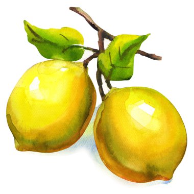 yapraklarla izole limon dalı