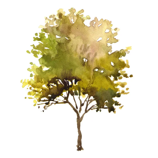 Árbol de ilustración de acuarela —  Fotos de Stock