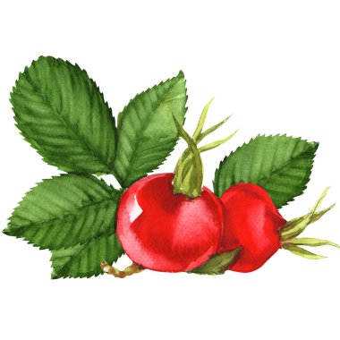 gül kalçaları beyaz arkaplanda izole edildi