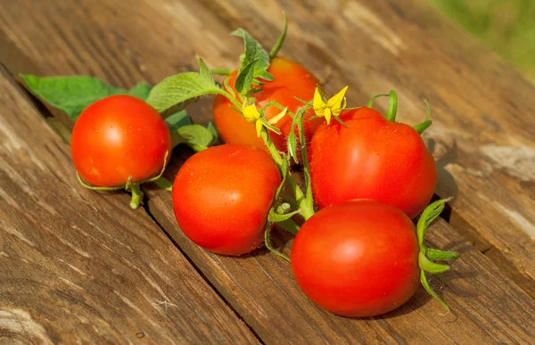 Čerstvá rajčata na dřevěném stole — Stock fotografie