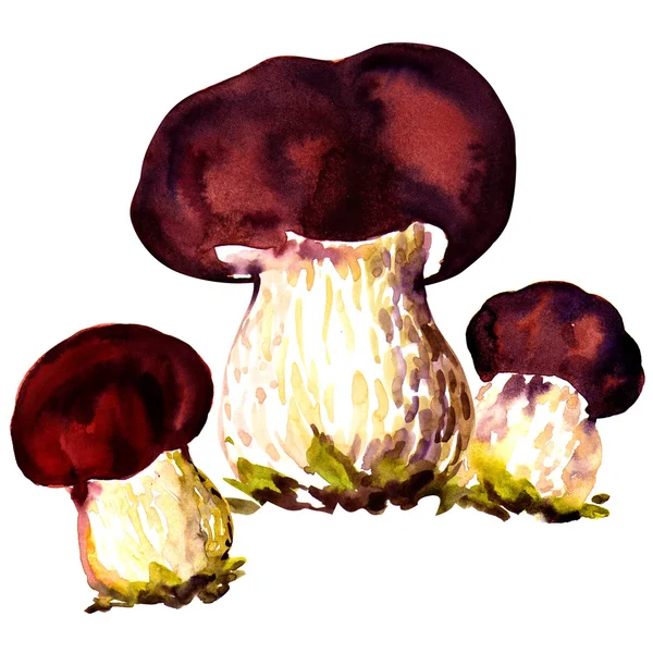 Porcini 버섯입니다. 흰색 바탕에 cep — 스톡 사진