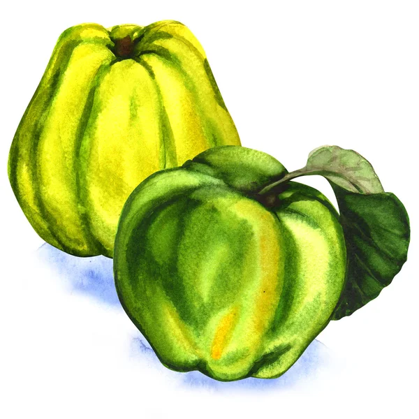 Akvarell söt kvittenfrukter med lämnar isolerade — Stockfoto