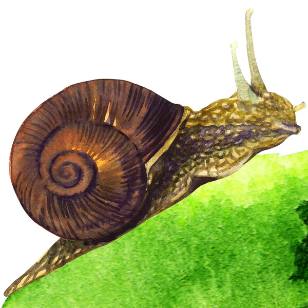Escargot de jardin sur fond blanc Images De Stock Libres De Droits