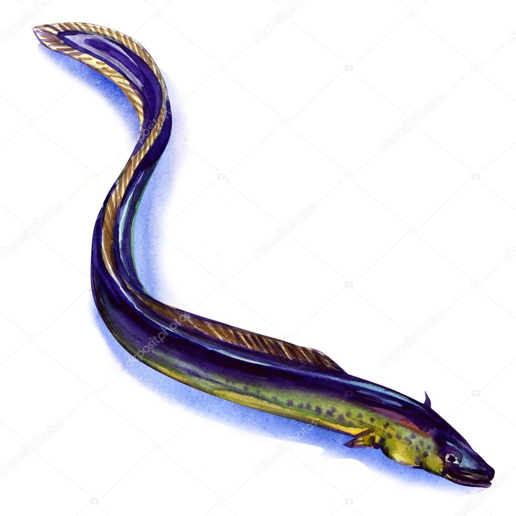 Fresh European eel on white background
