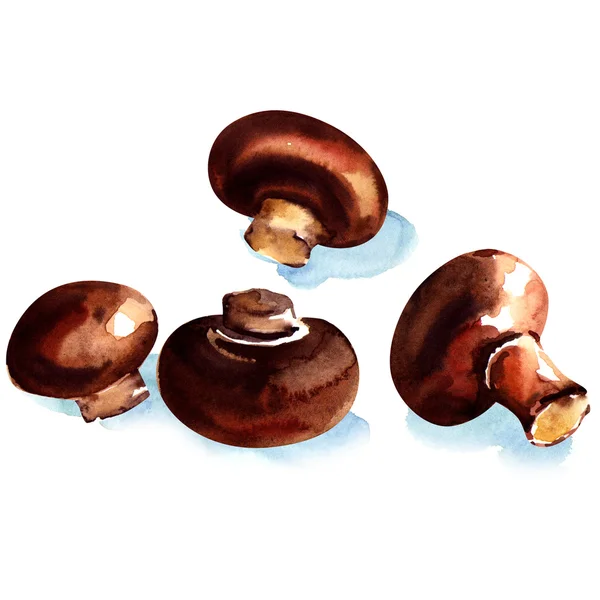 Marrone champignons freschi isolati — Foto Stock