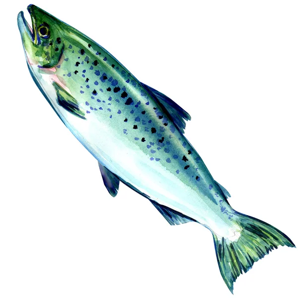 Pesce salmone atlantico su sfondo bianco — Foto Stock
