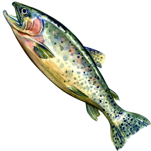 Pesce coho salmone su sfondo bianco — Foto Stock
