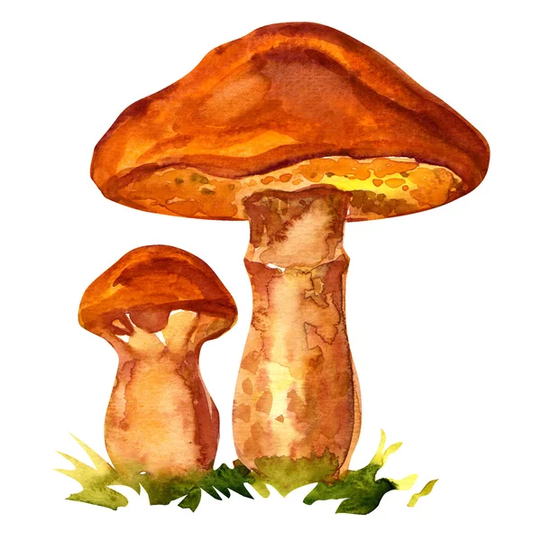 Edible mushroom Suillus luteus — Stock Image Edible mushroom Suillus luteus Royalty Free Stock Images