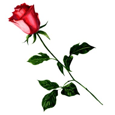 kırmızı gül beyaz arkaplanda izole.