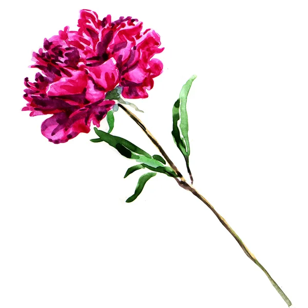 Akvarell rosa pion. — Stockfoto