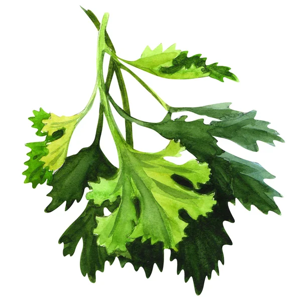 Green fresh parsley on white background — Stock Photo, Image