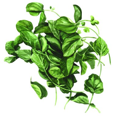 su teresi, nasturtium officinale beyaz arka plan