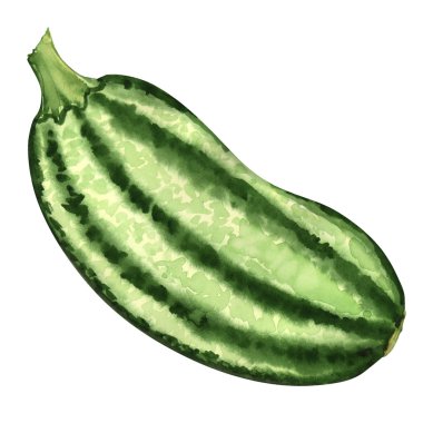 taze iliği, squash. beyaz izole
