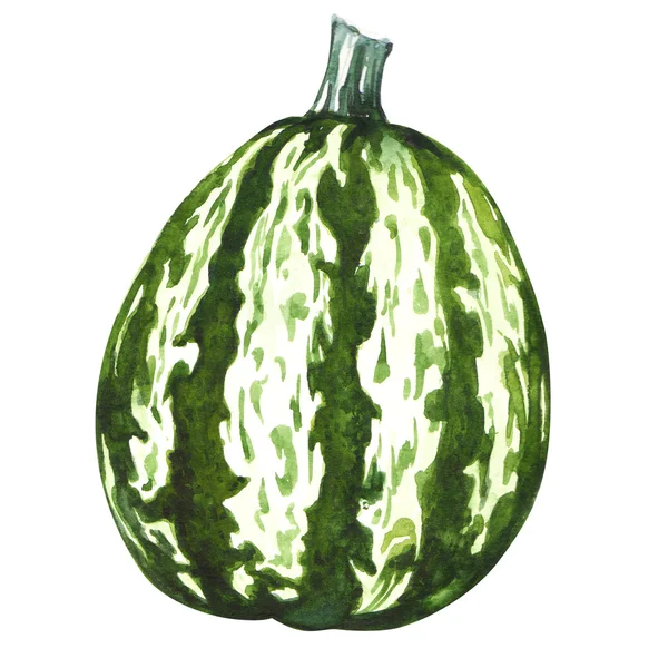 Zucca zucca verde isolato — Foto Stock