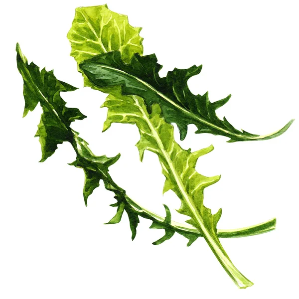 Dandelion leaves isolated — Stock Photo, Image