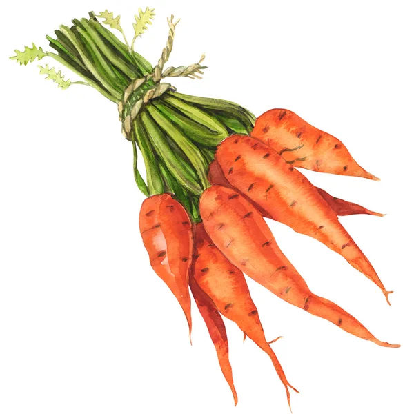 Healthy bunch of organic carrots isolated — Stock Photo, Image