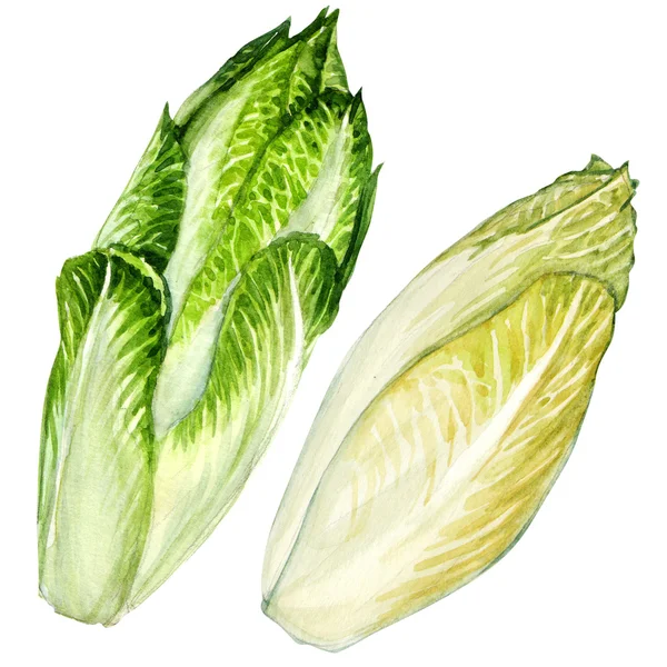 Head of belgian endive chicory isolated — Stock Photo, Image