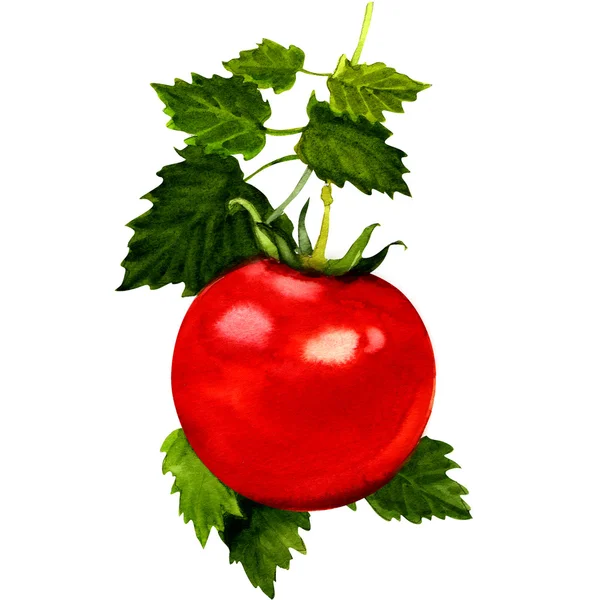 Tomato branch with leaves on white — Stock Photo, Image