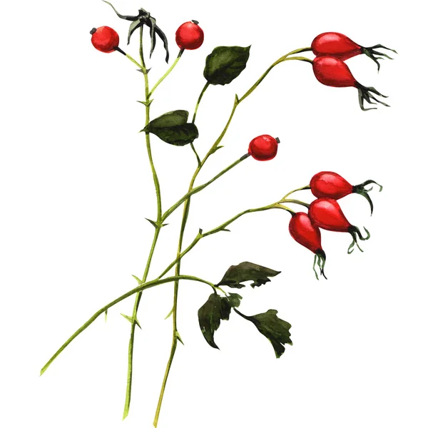 Branch rosehip berries — Stock Photo, Image