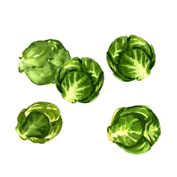 Green brussels sprouts cabbage isolated — Stock Photo, Image