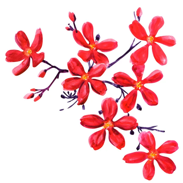 Κόκκινα λουλούδια απομονωμένα σε λευκό — Φωτογραφία Αρχείου