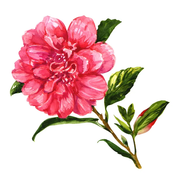 Rosa tea rose isolerad på vit bakgrund — Stockfoto