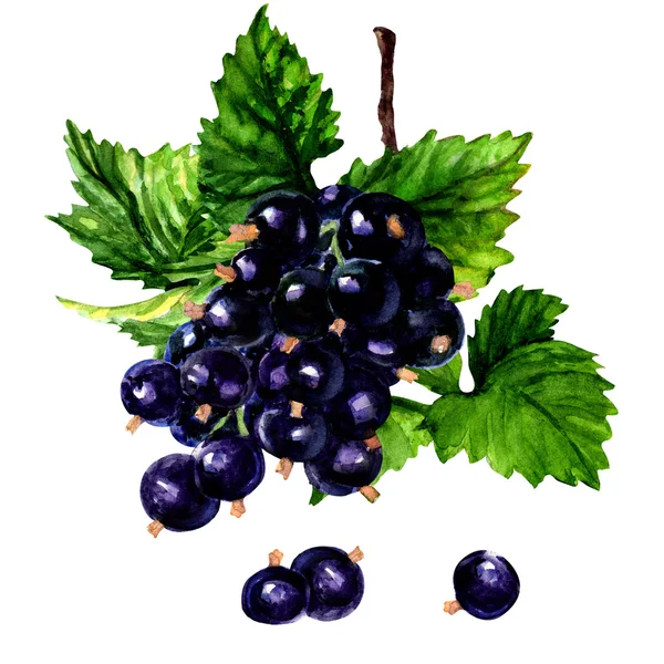 Ramo di ribes nero su sfondo bianco . — Foto Stock