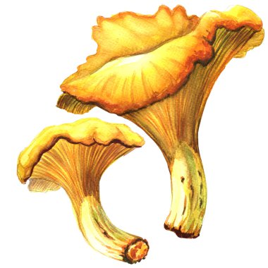 Beyaz arka plan üzerinde izole sarı Cantharellus cibarius