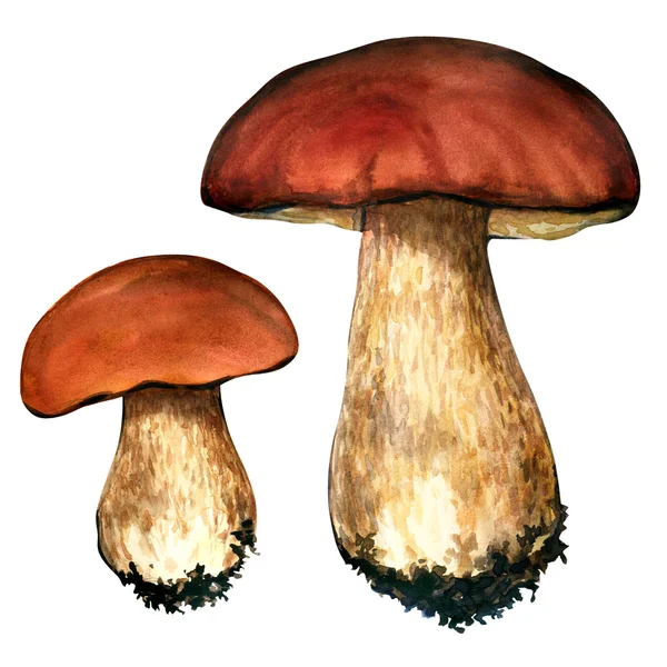 Porcini paddestoelen. CEP op witte achtergrond — Stockfoto