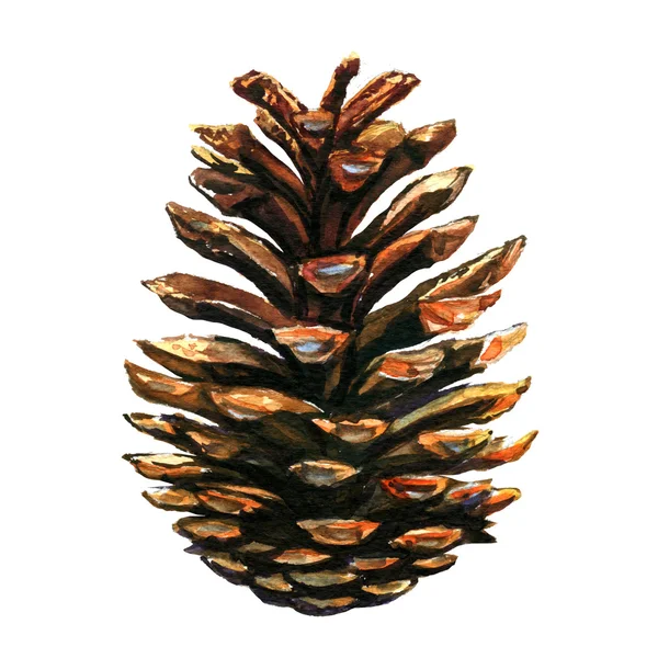Pinecone on white background Stock Picture