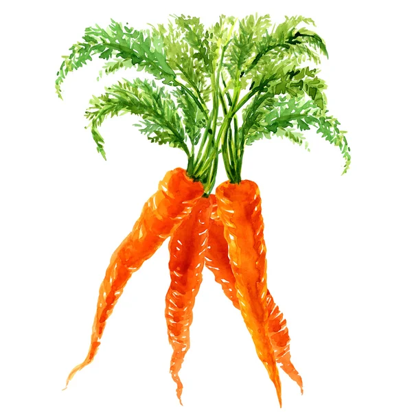 Bunch of carrots with leaves isolated — Stock Photo, Image