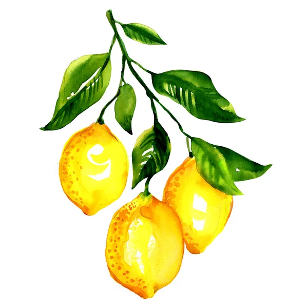 yapraklarla izole limon dalı