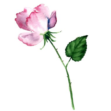 Pink Rose isolated on white background clipart