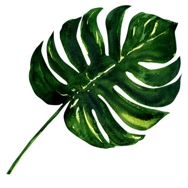 büyük yeşil yaprak üzerinde beyaz izole monstera bitki.